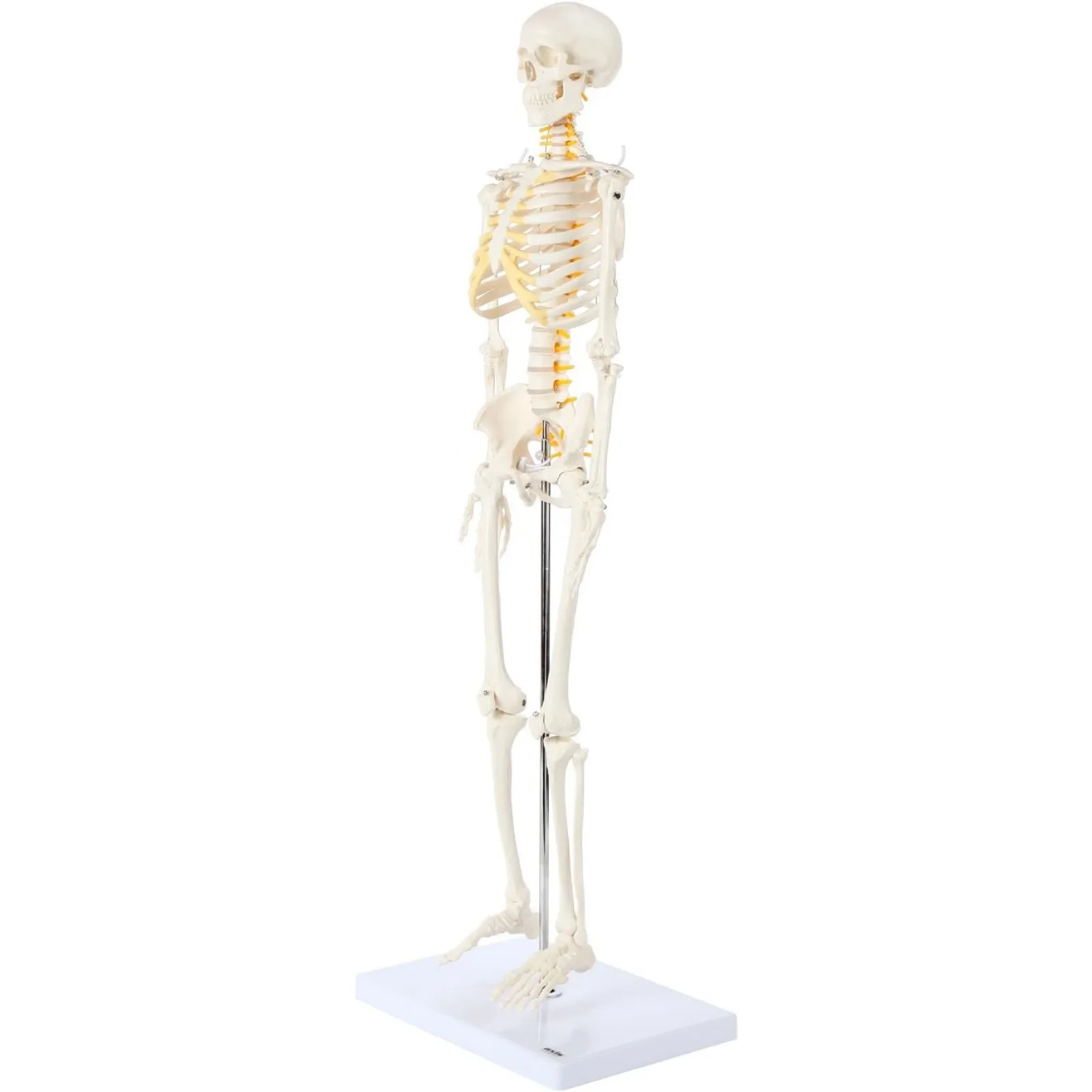 US Axis Scientific Mini Human Skeleton Model with Metal Stand, 31 