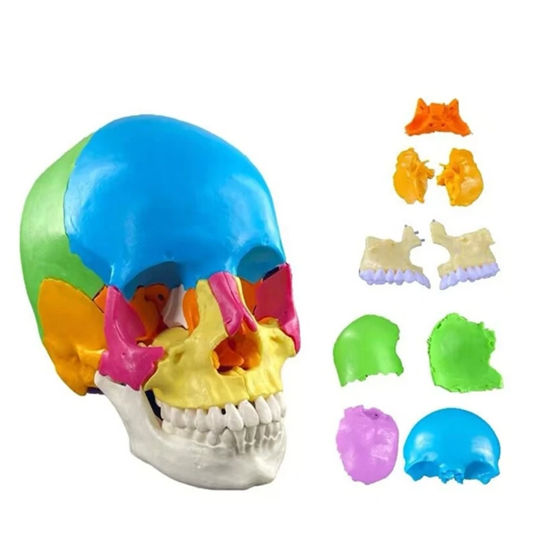 แบบจำลองกะโหลกศีรษะมนุษย์สีแบบแยกส่วนทางกายวิภาค สำหรับ Dropship ทางการแพทย์เกี่ยวกับหัวใจและหลอดเลือด