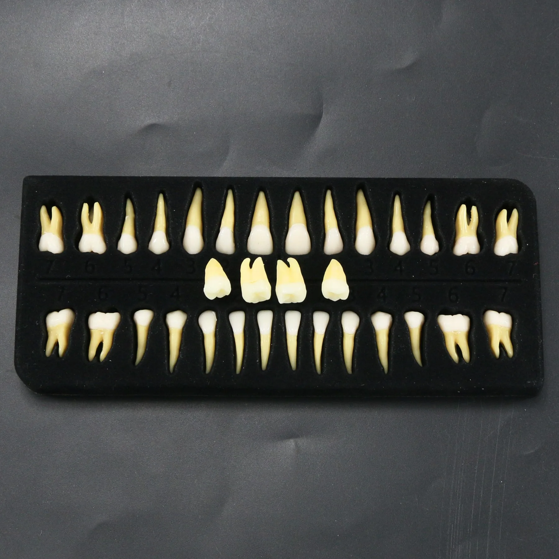 

Boxed 1:1 Dental permanent Teeth 32Pcs Removable teeth Natural Size Teach Study Model M7022