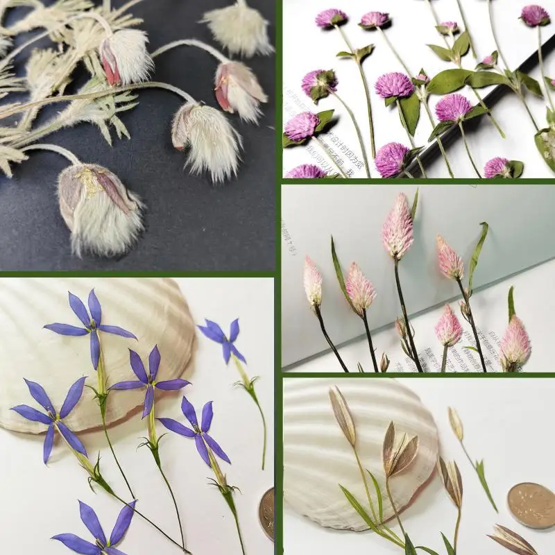 New Plant Specimens, Real Flowers with Stems, Pressed Flower Materials Kit, Epoxy Resin Phone Case, Handmade Bookmark, Desk Lamp, Photo Frame Stickers