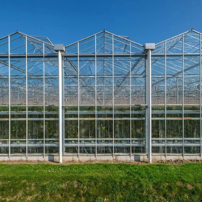 

Large Agricultural Solar Farm Multi-Span Greenhouses with Tempered Glass and Solar Panels for Tomatoes and Cucumbers Growing