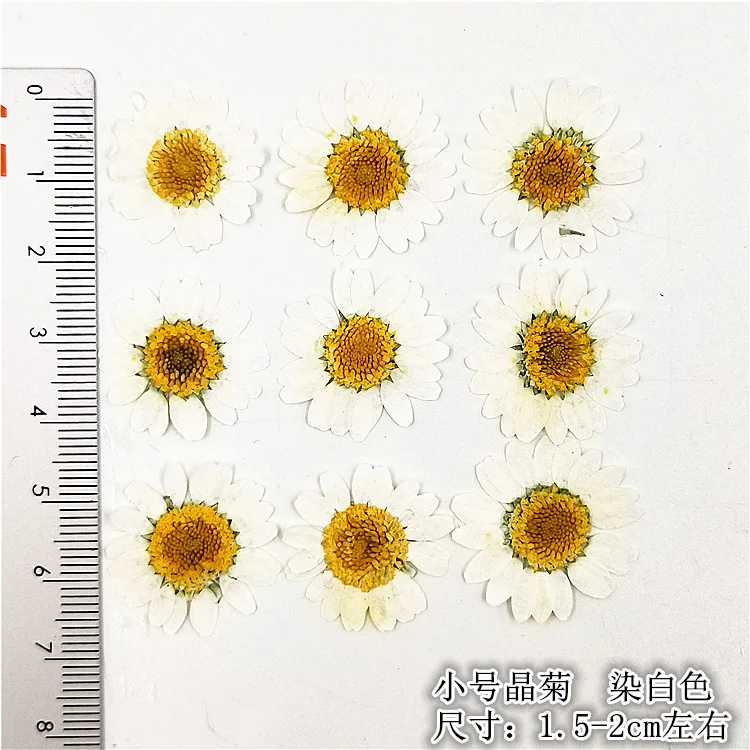 100Pcs Natural White Crystal Chrysanthemum Daisy Plant Specimens Real Dried Flowers Pressed Flowers DIY Material Kit for Photo Frames, Phone Cases, Resin Crafts view 6