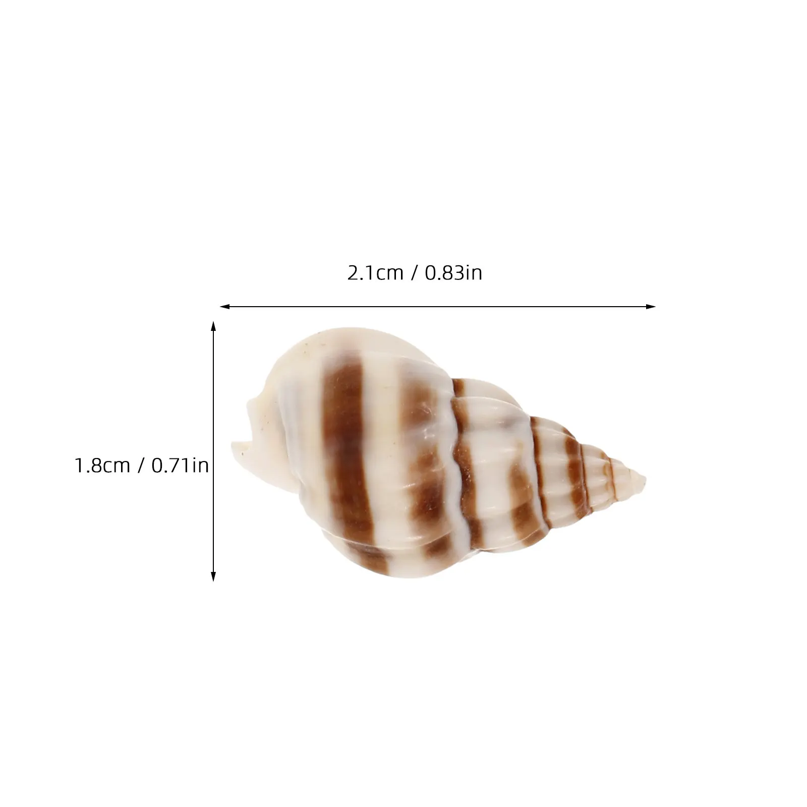 Small Natural Seashells Bulk for DIY Craft Projects Home Decoration Aquarium Styling Vase Fillers Seashell Decor Ocean Inspired
