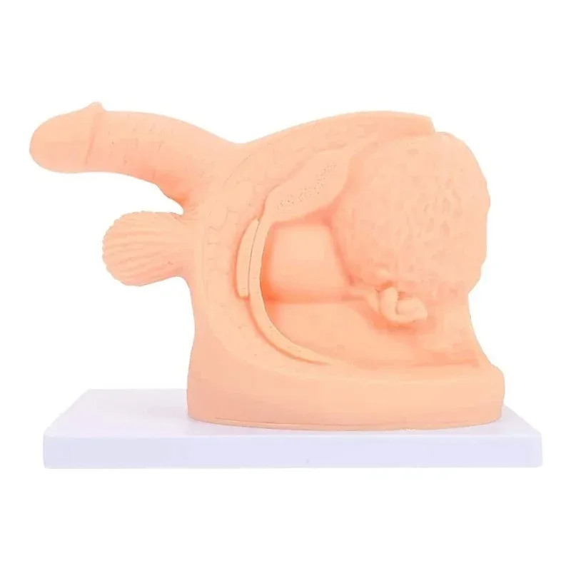 Catheterization Anatomy Model 4