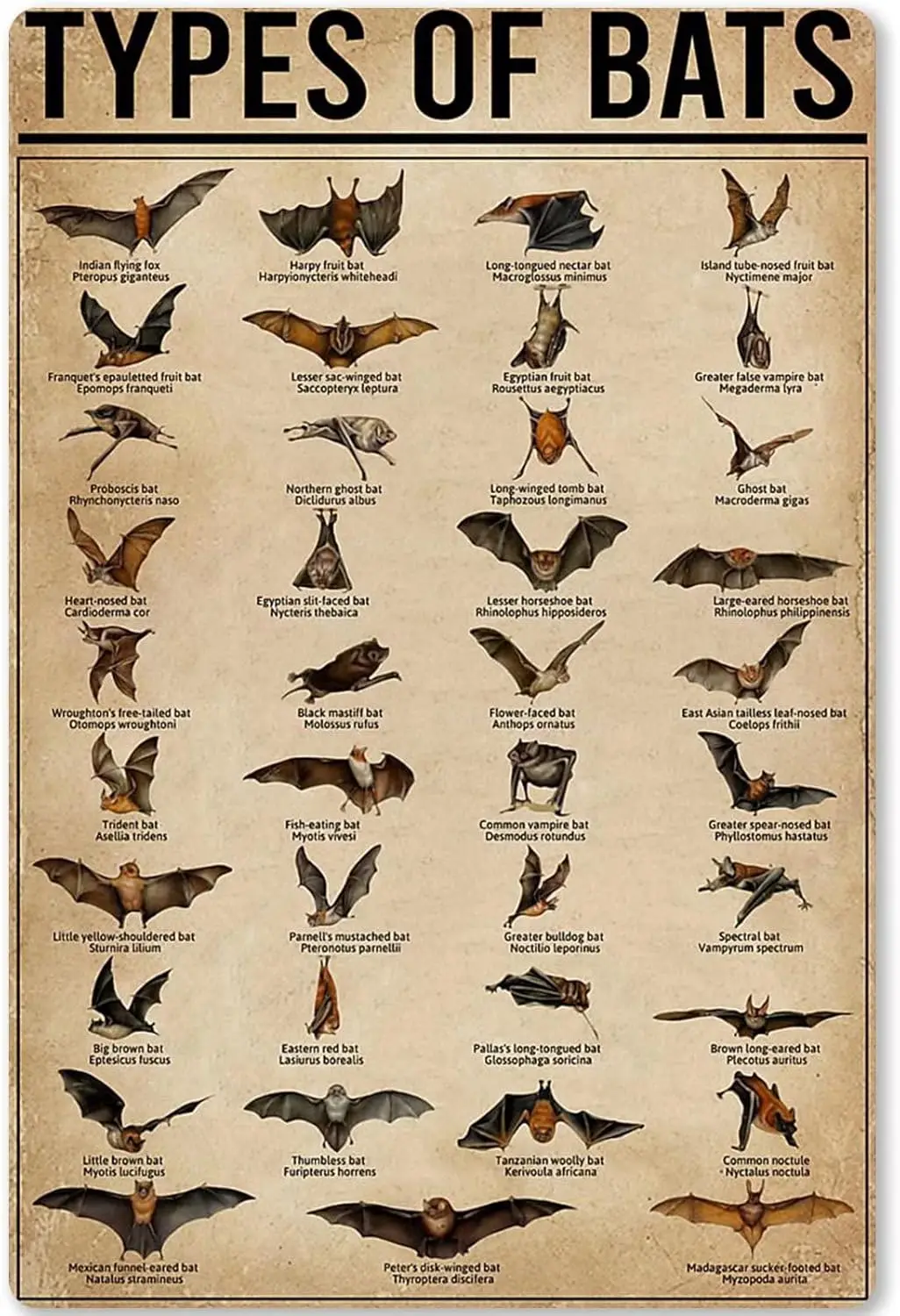 Plaque murale en métal sur le thème des chauves-souris, affiche éducative sur les animaux, pour l'école, la maison, la cuisine, le club