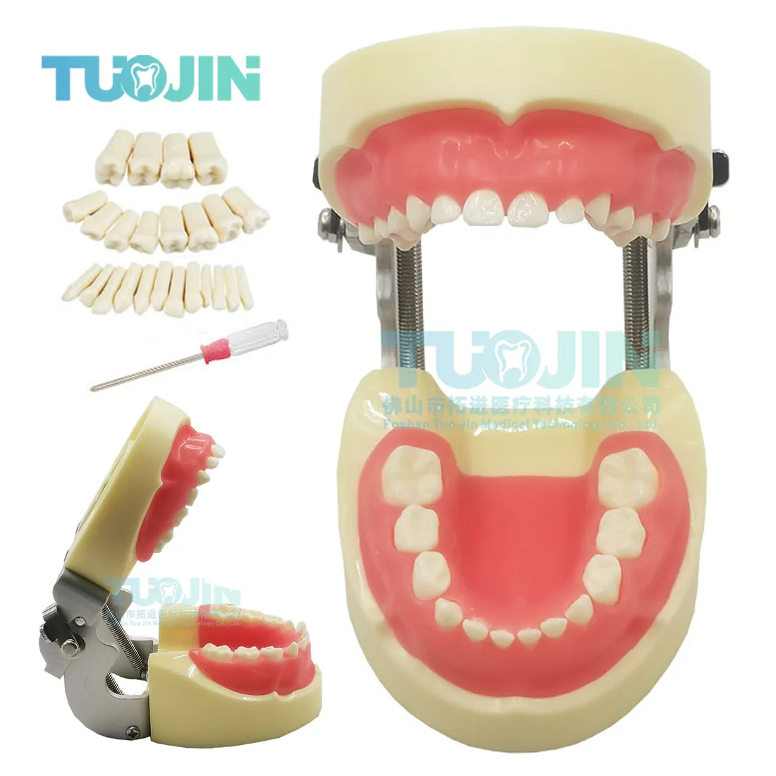 Child Dental Model Typodont Kids 24 Teeth Model For Dental Technician Practice Training Studying Teaching Children Jaw Models