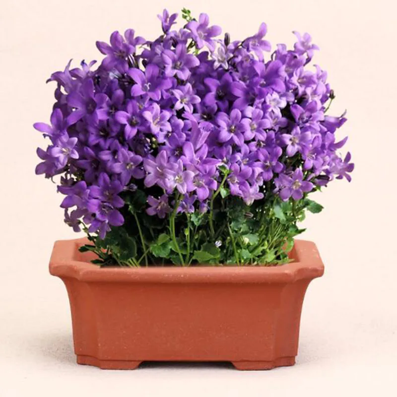 Purple Clay Rectangle Green Plant Pot Office Desktop Ornaments Household Balcony Bonsai Vase Planter Garden Art Home Decor