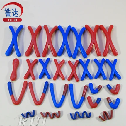 

Free shipping animal and plant cell meiosis chromosome change model components mitosis biological teaching equipment