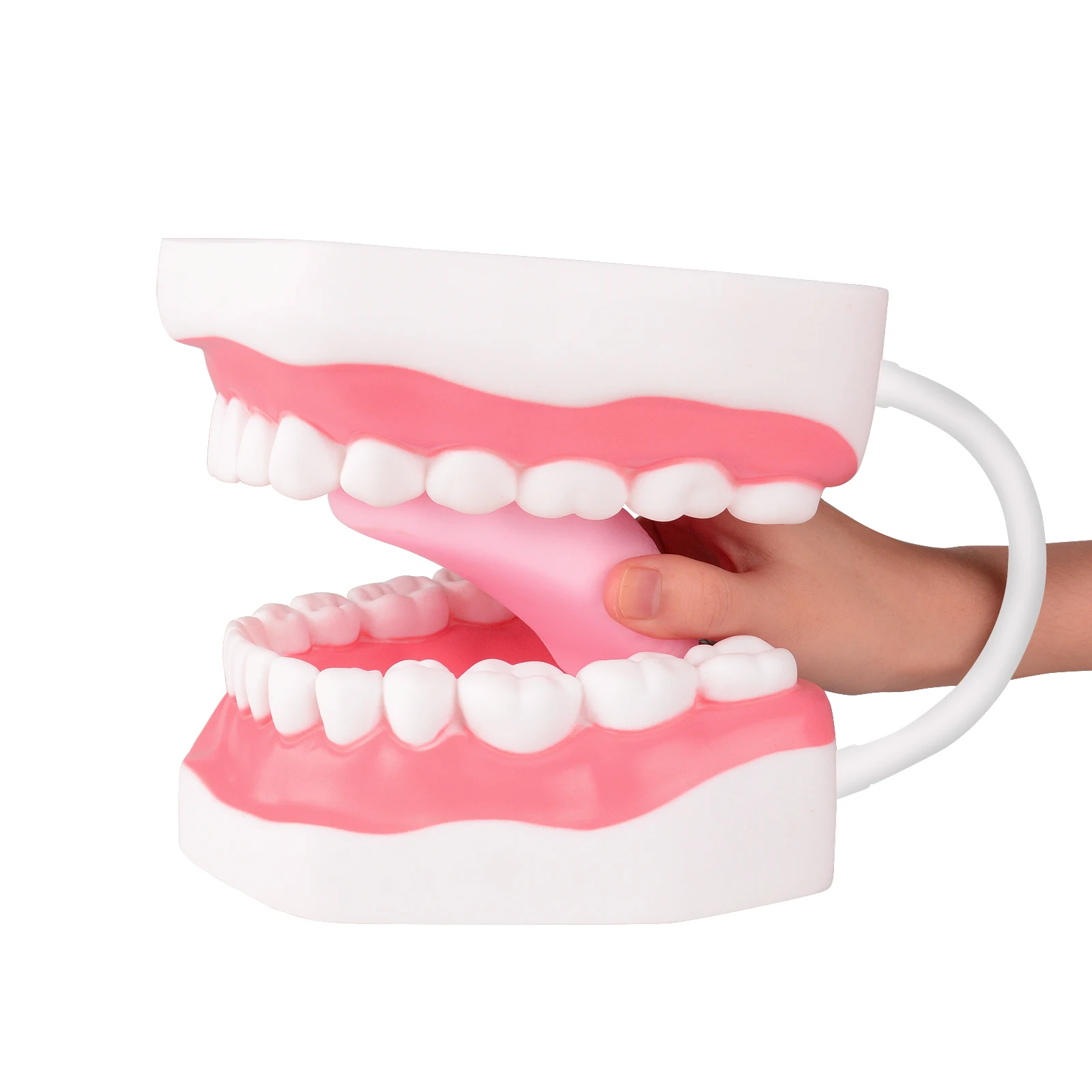 Ultrassist Surprise Price Dental Teaching Model Fake Brace For Teeth Ultrassist Mainland China One Unit Denture Care Products