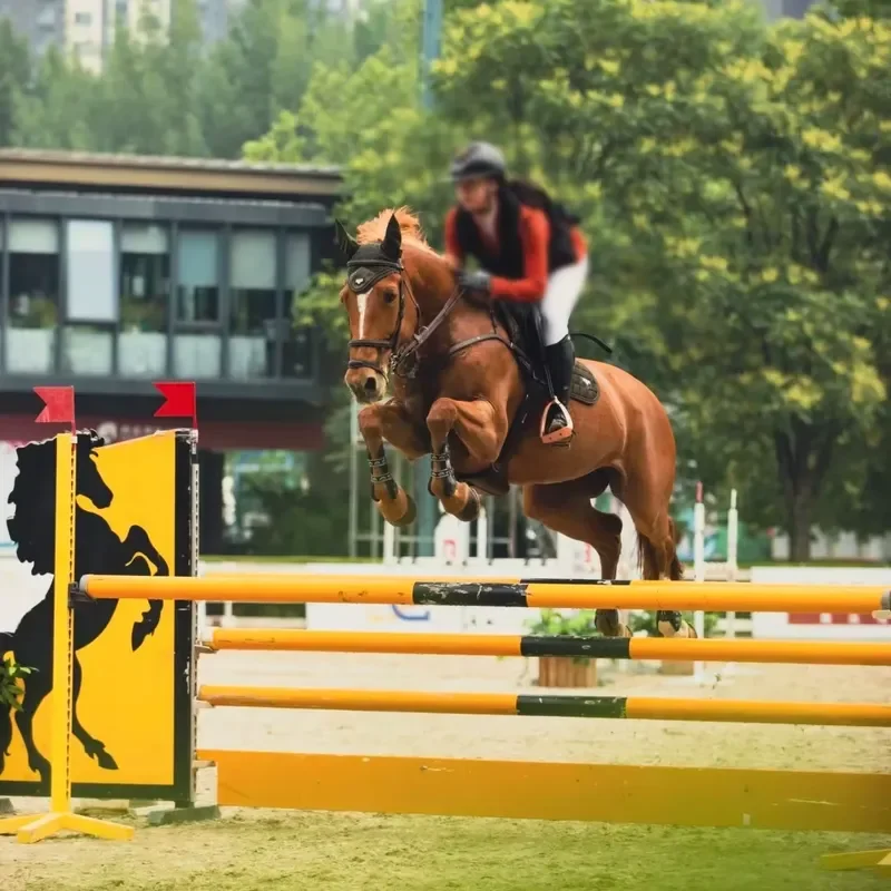 for Versatile Horse Show Jump Equipment with Adjustable Jump Heights for Riding Schools and Club Arenas