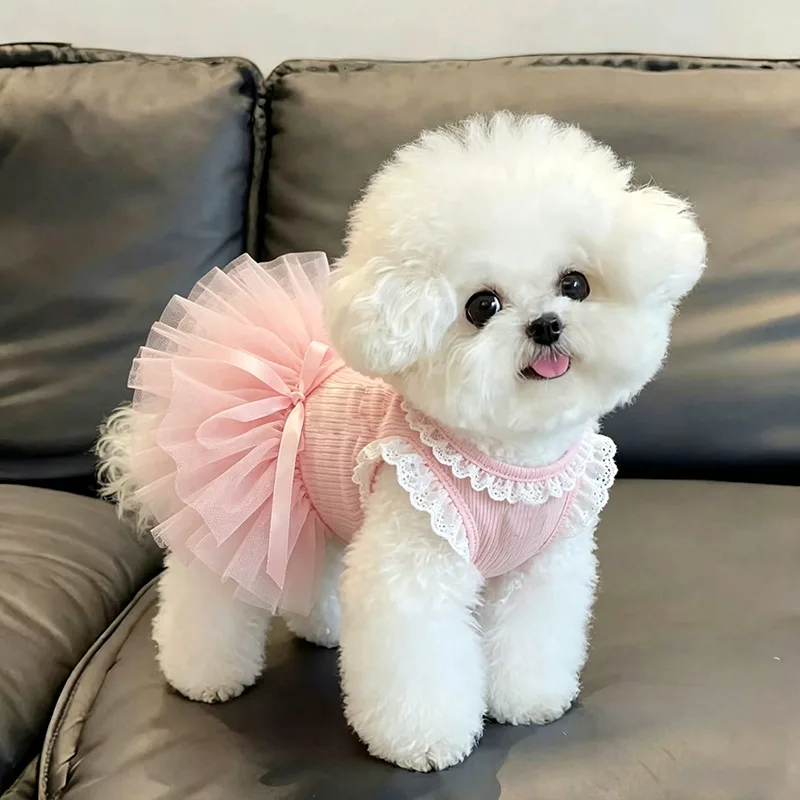 Sommerliches, dünnes Kleid im Prinzessinnenstil mit Spitze, Puffrock und Schleife für Ragdoll-Hunde mit goldenem Farbverlauf und Leine – Detail 3
