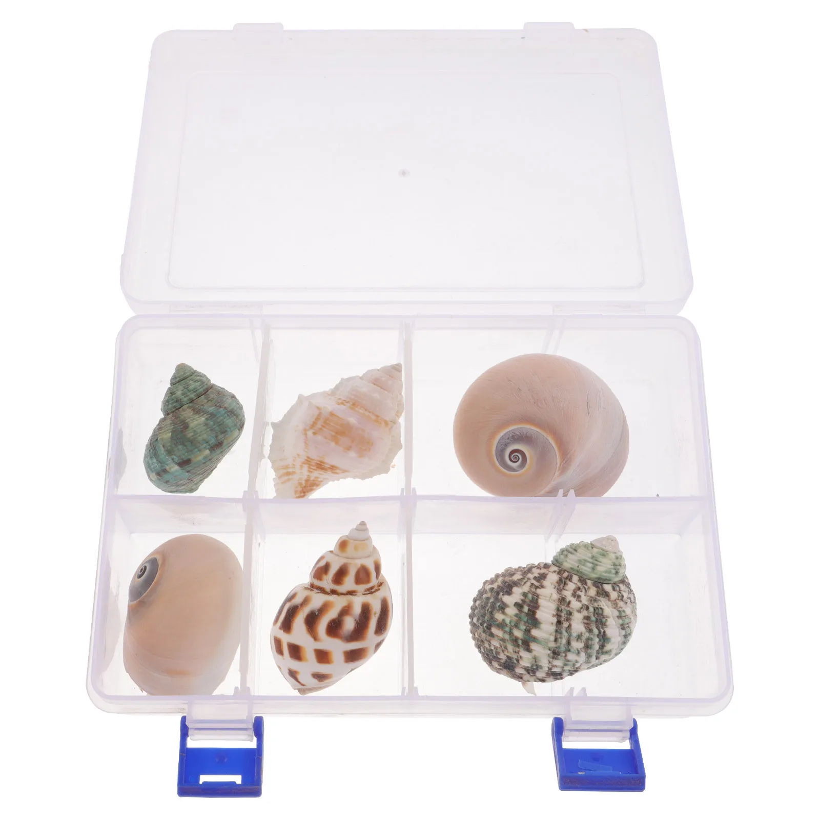 

6pcs Natural Seashell Conch Decor For Aquarium Fish Tank Small Decor Craft Desktop Landscape Ornament Pet