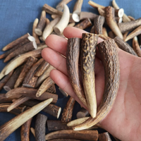 Deer Antler Tip Pendant & Bracelet Beads, Deer Antler Craftwork Jewelry