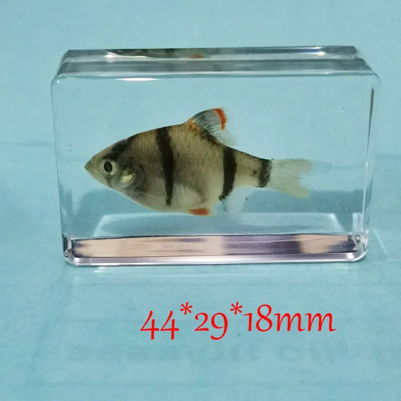 Delicate Small Fish Specimens Built In Highly Translucent Epoxy Resin Suitable for Home Decoration Birthday Holiday Gifts 44mm