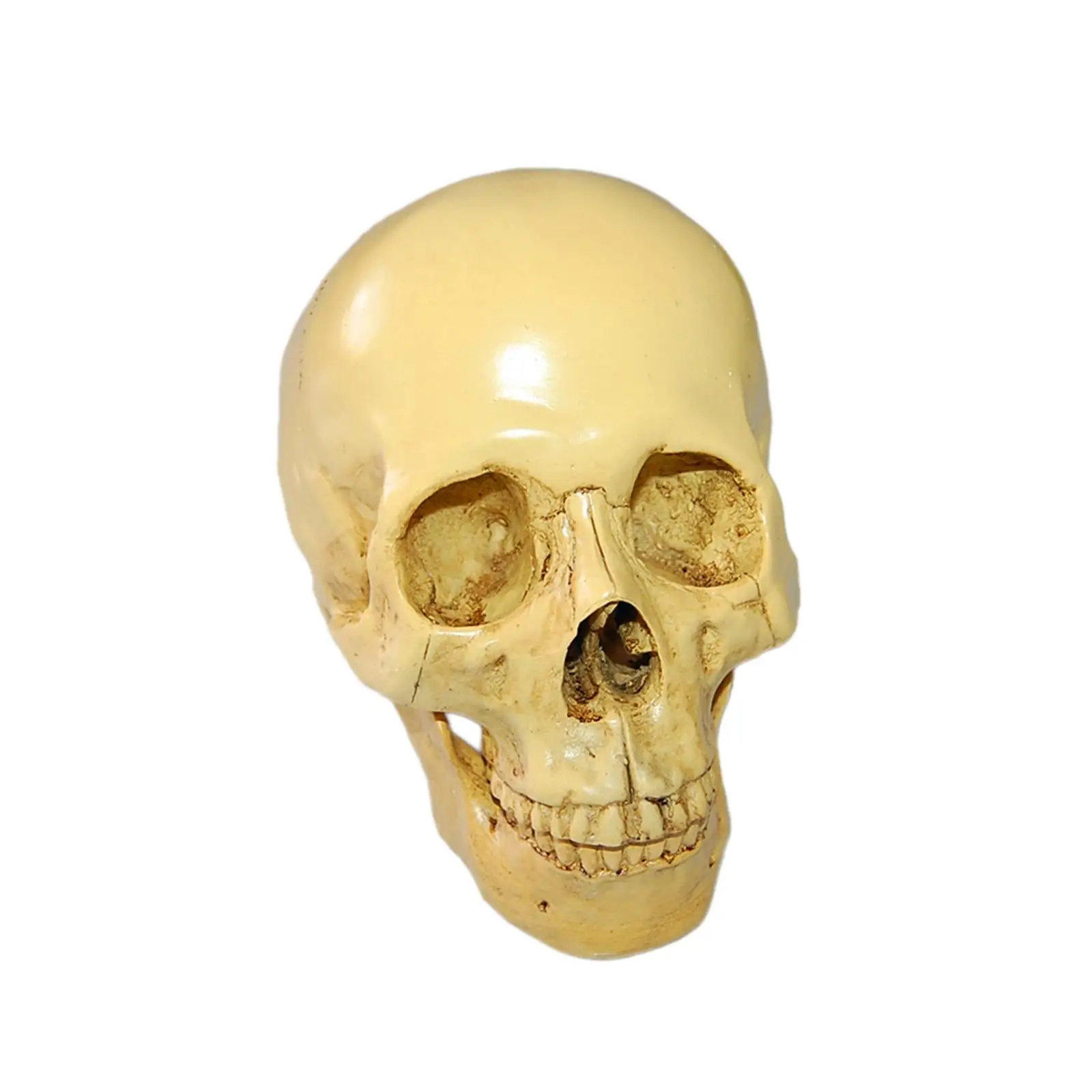 Realistic 1:1 Human Model Anatomical Teaching Skeleton Yellow