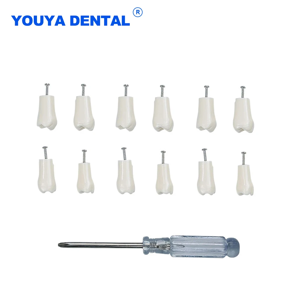 Dental Replacement Artificial Teeth Model Removable Tooth Technician Practice Material Preparation Dentist Exam Material Supplie