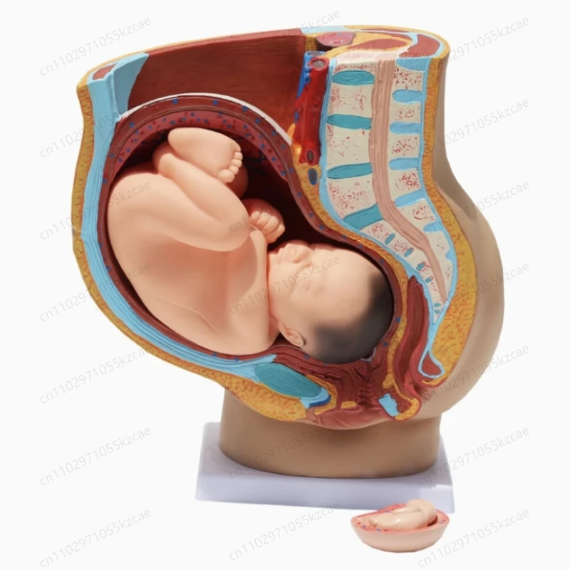 

Анатомическая модель таза Sagittal, мужской и женский репродуктивный орган, репродуктивная система, медицинская обучающая модель матки