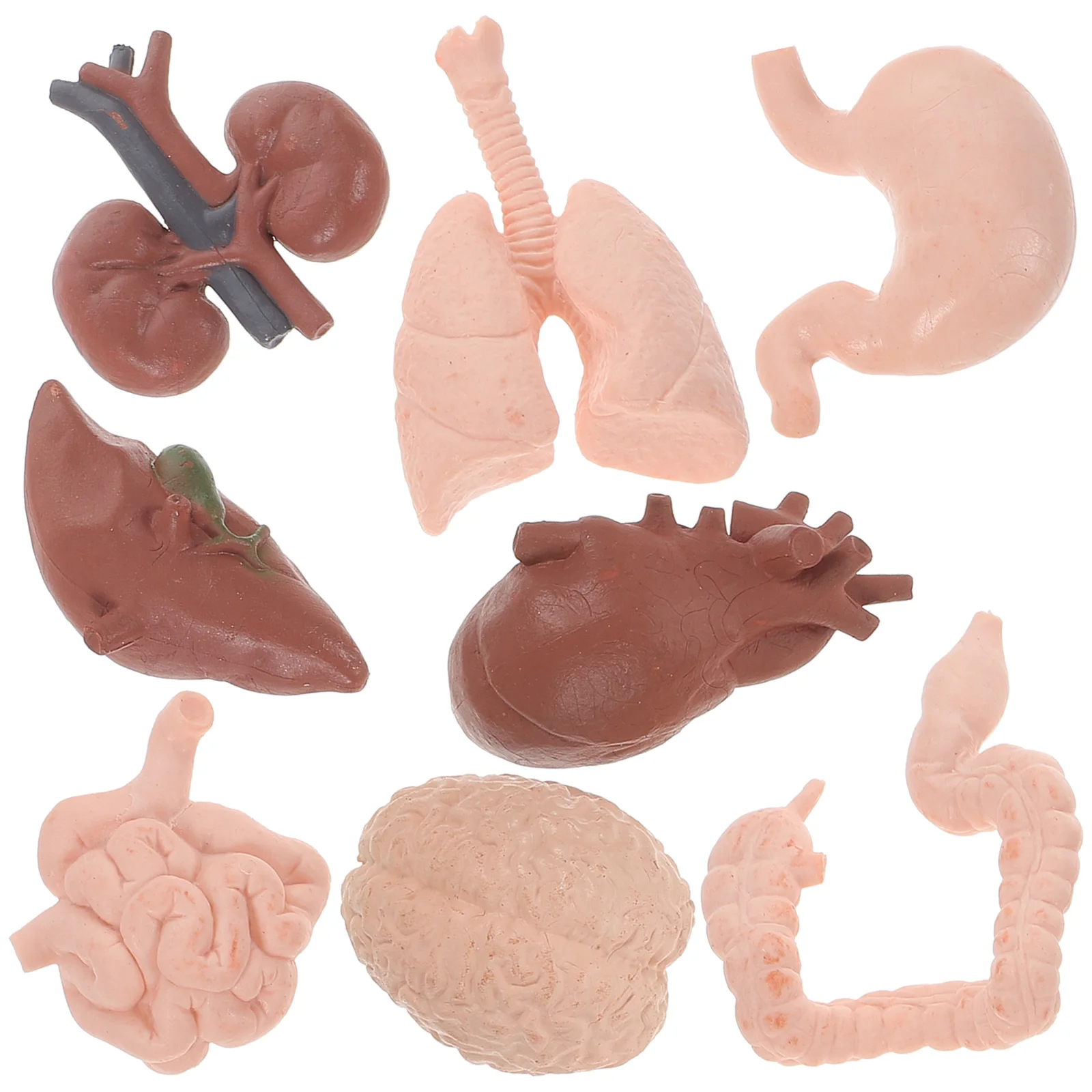 8 Pcs Human Organ Model Toy Decor Body Parts Learning Teaching Props Organs for Kids