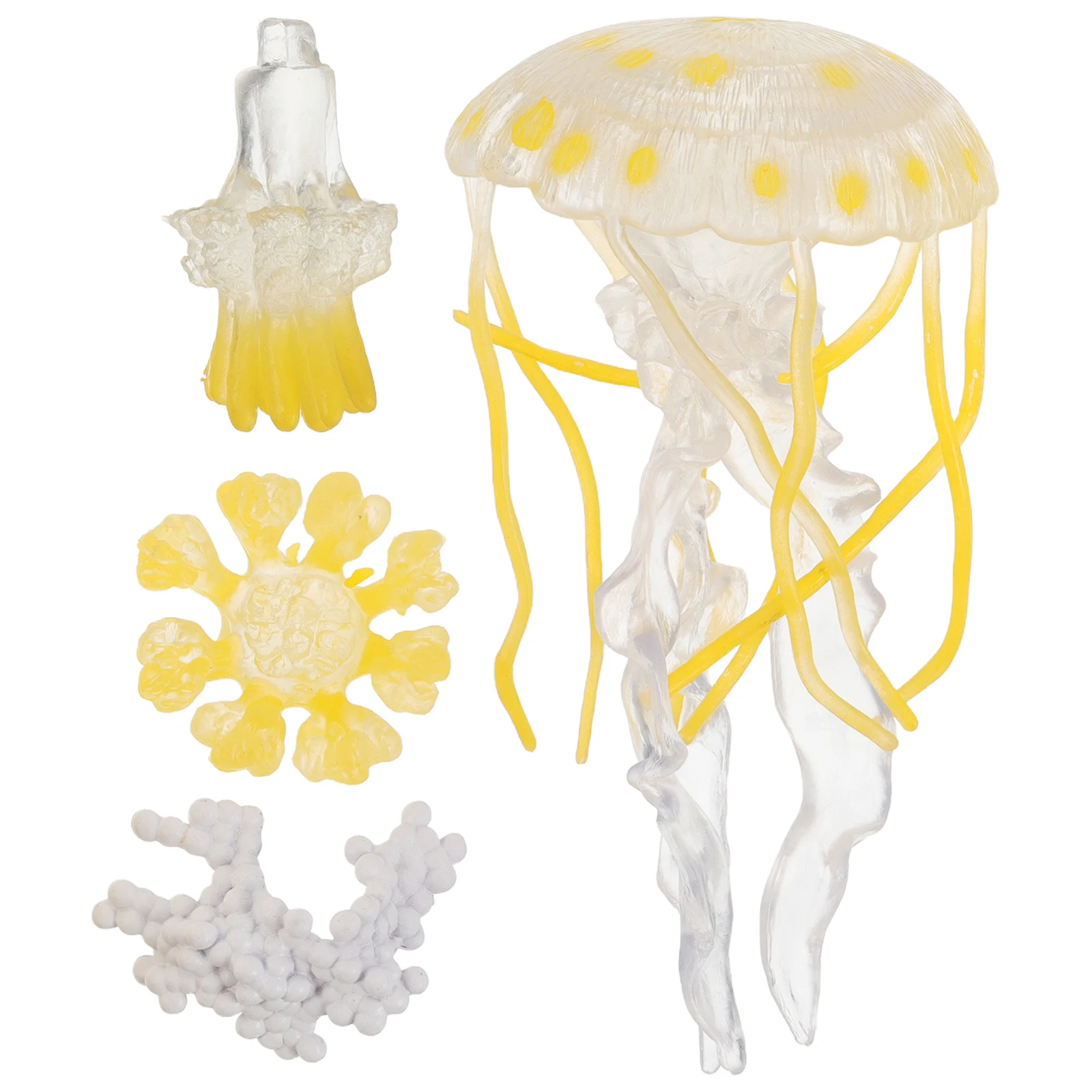 

Jellyfish naments Plastic Sea Creatures Life Cycle Figures Marine Animal Toys Kids Educational Cognitive Growth Kit Desktop