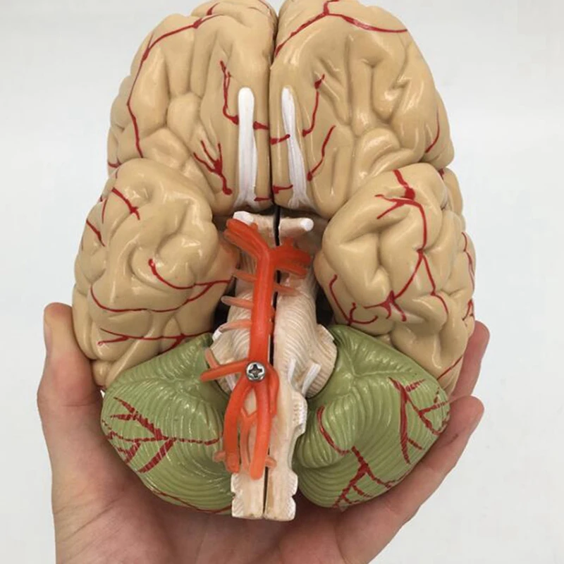 Modelo del cerebro del cuerpo humano, herramienta de enseñanza de anatomía, modelo anatómico del cerebro humano desmontado