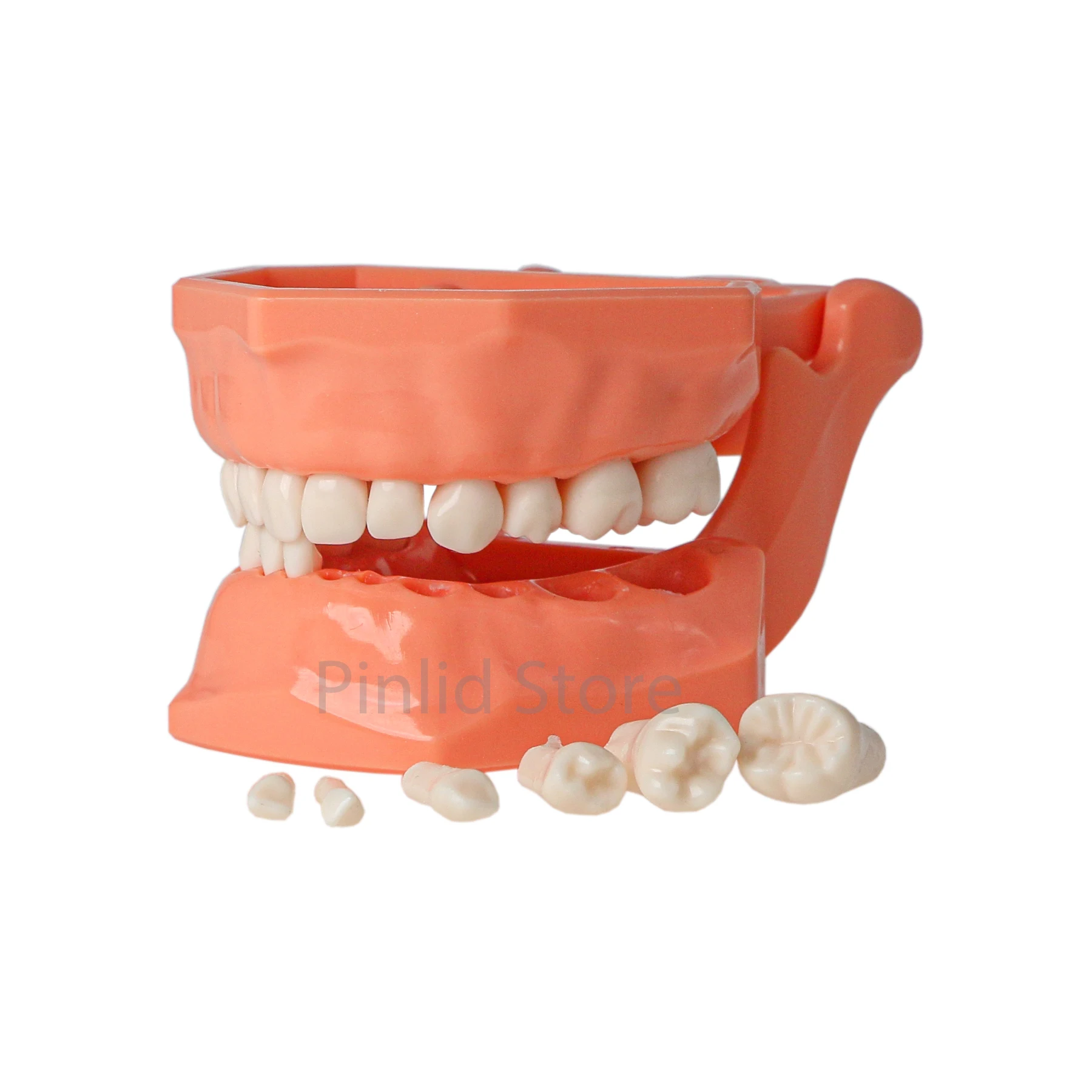 Dental Teaching Model Orthodontic Denture Modeling Replacement Restorative Surgery Simulation M8027