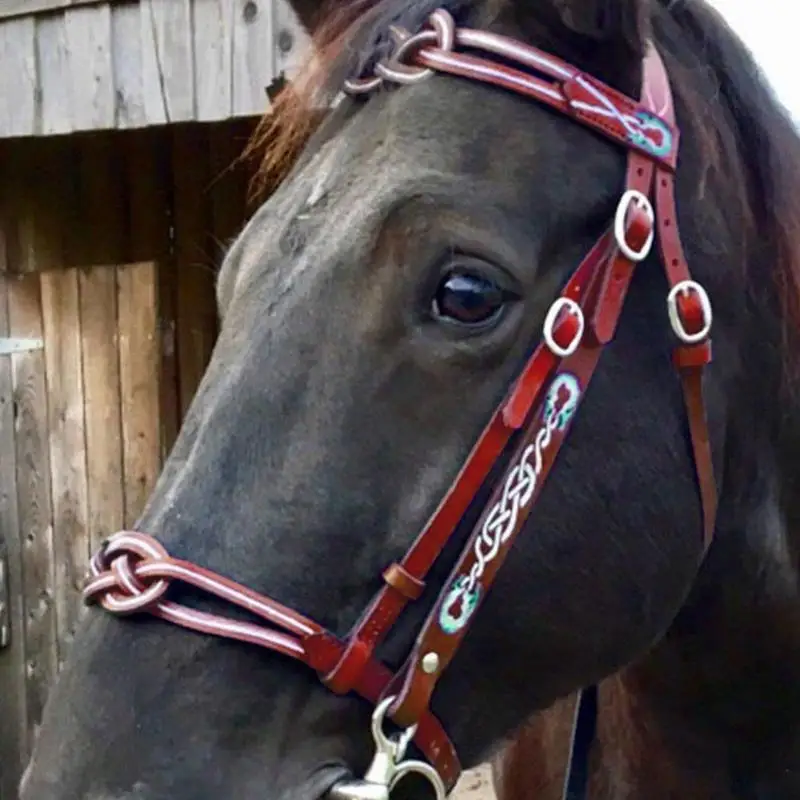 Paardenhalster Veiligheidshalter Kin- en keeldruk Zwaar uitgevoerd vastgebonden halster Gewatteerd nylon Kleurrijk Comfortabel paardenhalster voor paarden