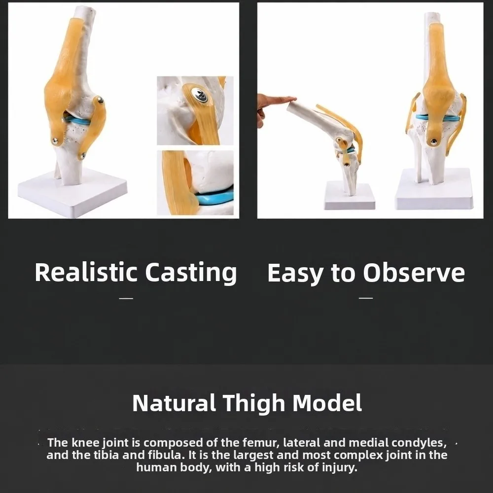 modelo-de-articulacion-de-rodilla-humana-de-pvc-disponible-en-varios-colores-tamano-real-modelo-de-rotula-con-estructura-desmontable-forma-anatomica-modelo-de-hueso-de-rodilla