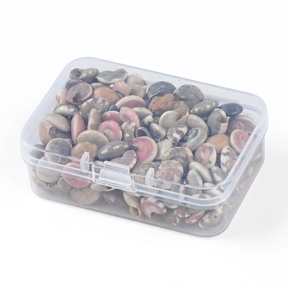 26g natural conch shell mini conch corn screw box wall decoration DIY aquarium landscape shell jewelry DIY craft image 5