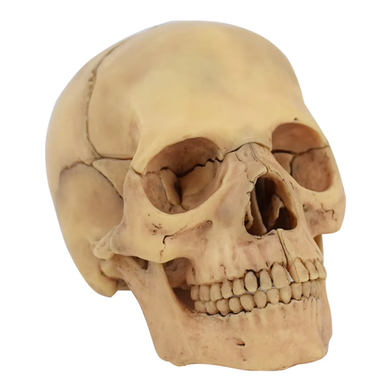 Halloween Skull Chinese Factory PVC Anatomy Model Skull Anatomical Model High Quality Skull Model