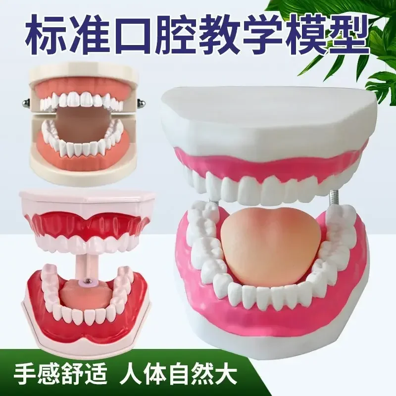 Advanced 6-fold Large-scale Dental Care Model, Human Oral Dental Structure Model B