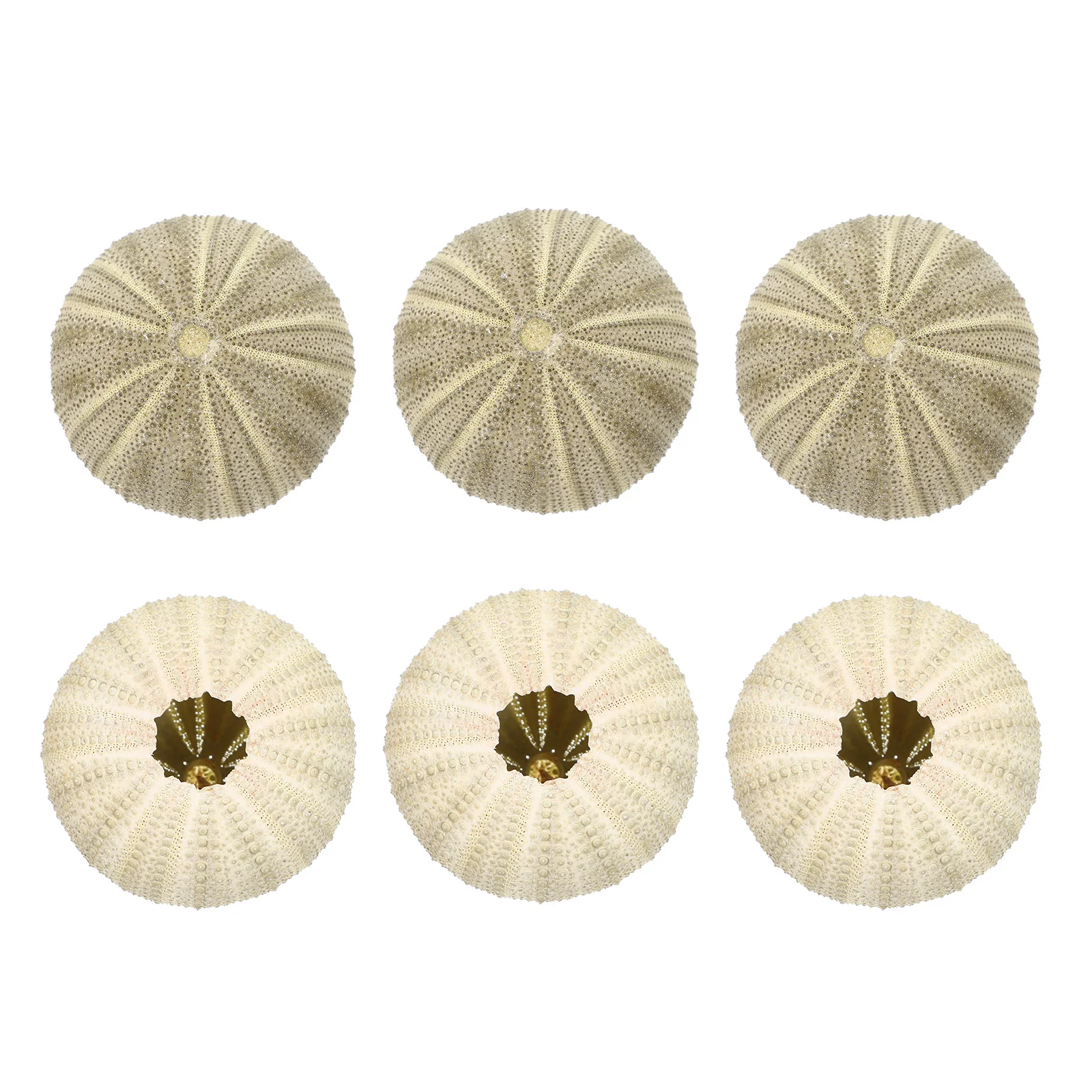 

6Pcs Natural Sea Urchin Decorative Pots Air Plant Holders for Home Garden Aquarium Landscape DIY Crafts Shell Accessories