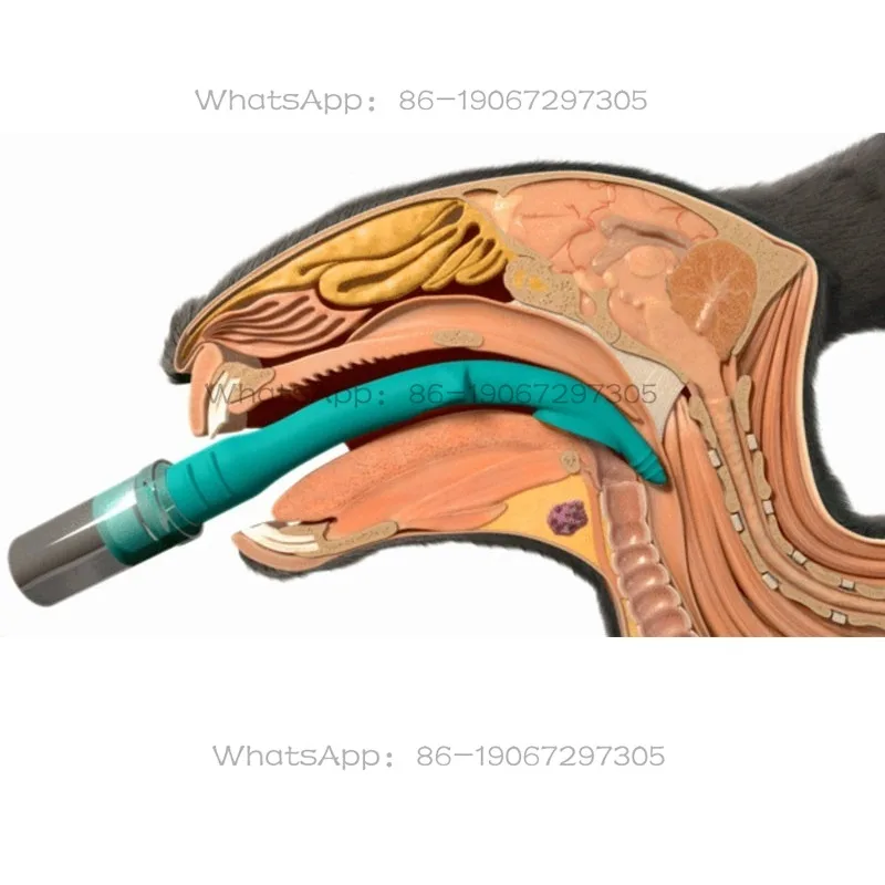 Tracheal blind intubation in cats, painless intubation in rabbits and dogs
