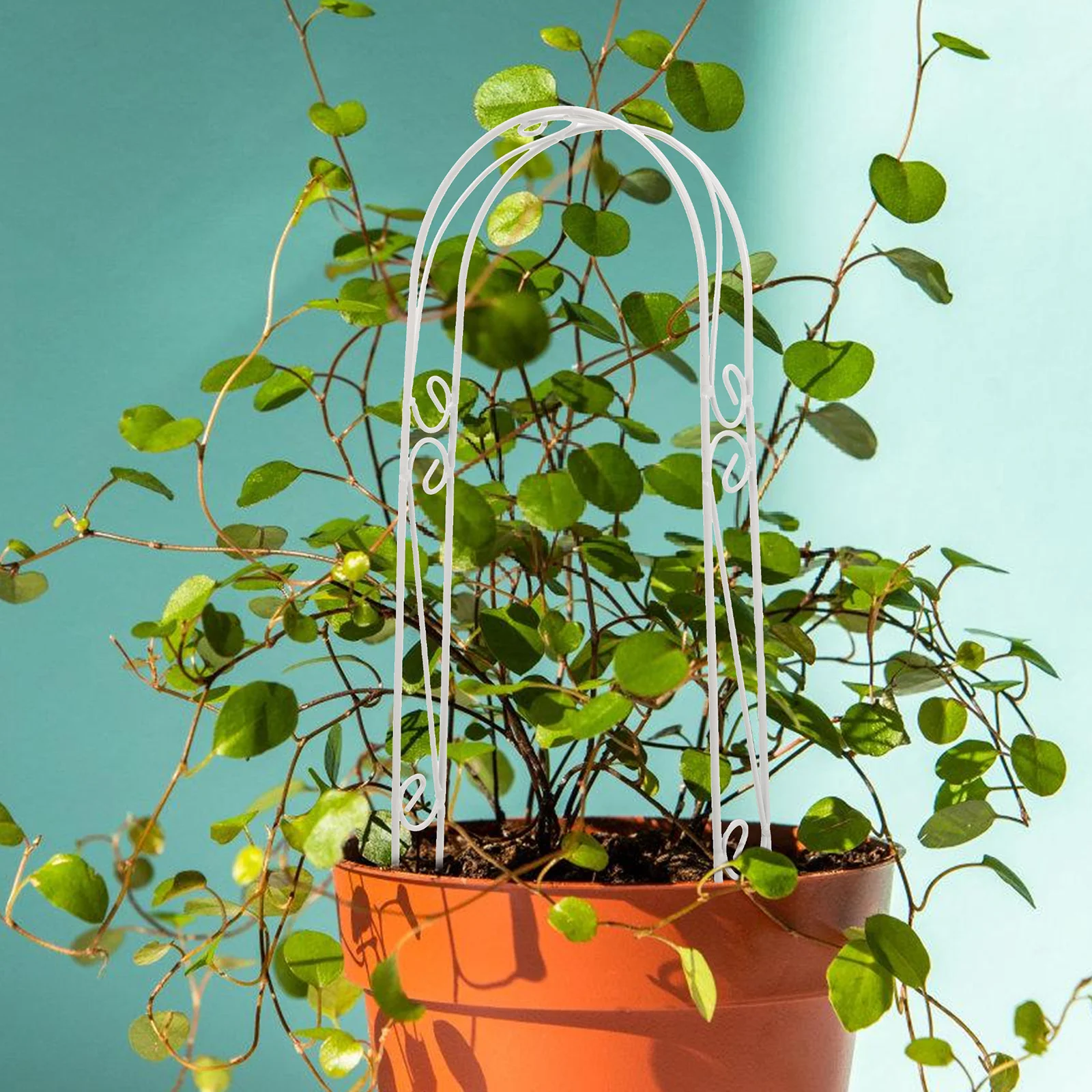 

Coir Plant Stakes 30x14cm White Iron Coir Arch Supports for Indoor Climbing Houseplants Garden Decor Trellis