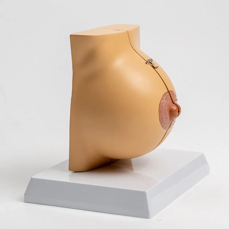 Lactation Breast Model Medical Teaching Anatomy Breast Model Human Anatomy Female Chest Structure Model