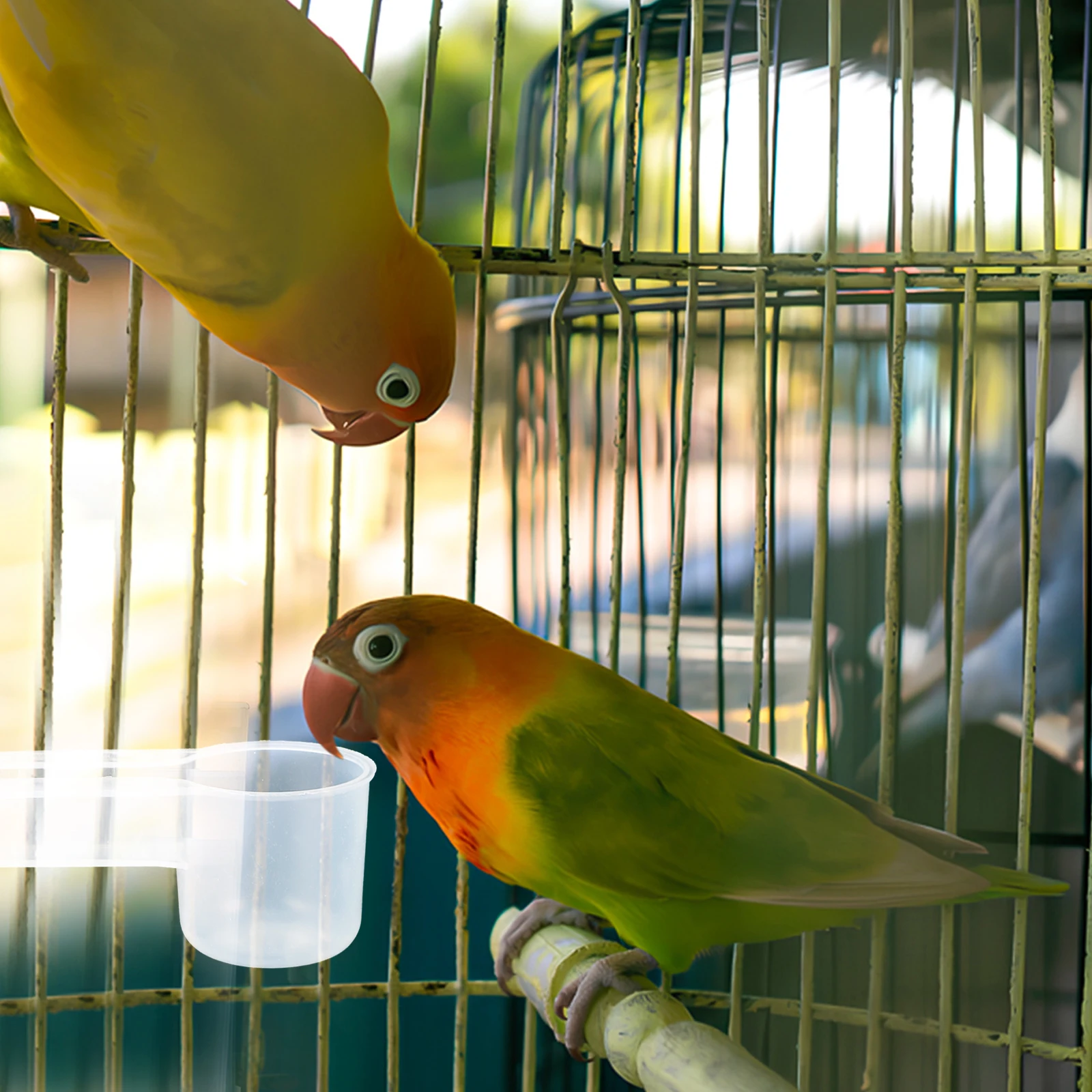 

10Pcs Pet Drinking Bowl Durable Autodrinker for Small Birds Parrot Pigeon Clean Feeder Pigeon Waterer Waterer Home Zoo