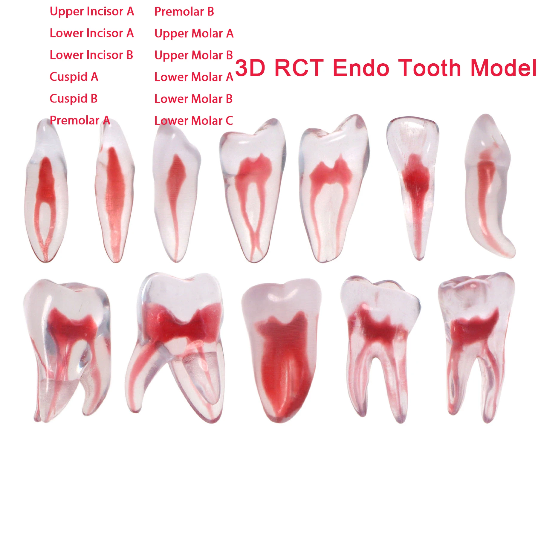 Dental Training 3D RCT Endo Tooth Model Practice Model Curved Root Resin Teeth 1:1 Endodontic Education Cavity