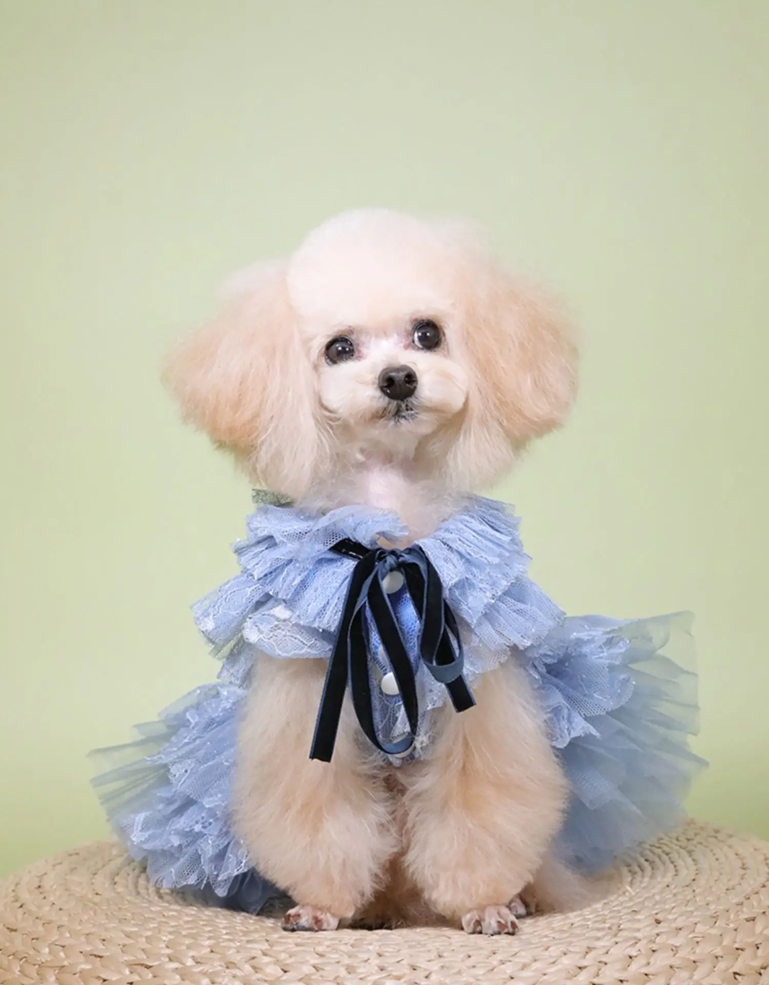 Pure handmade Pet clothing new bow dress Teddy Bichon Bear dog cat out traction buckle skirt