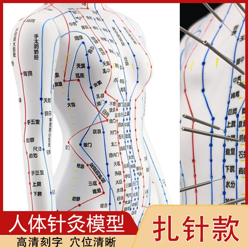 Acupuncture point mannequin male 50cm female 48CM.