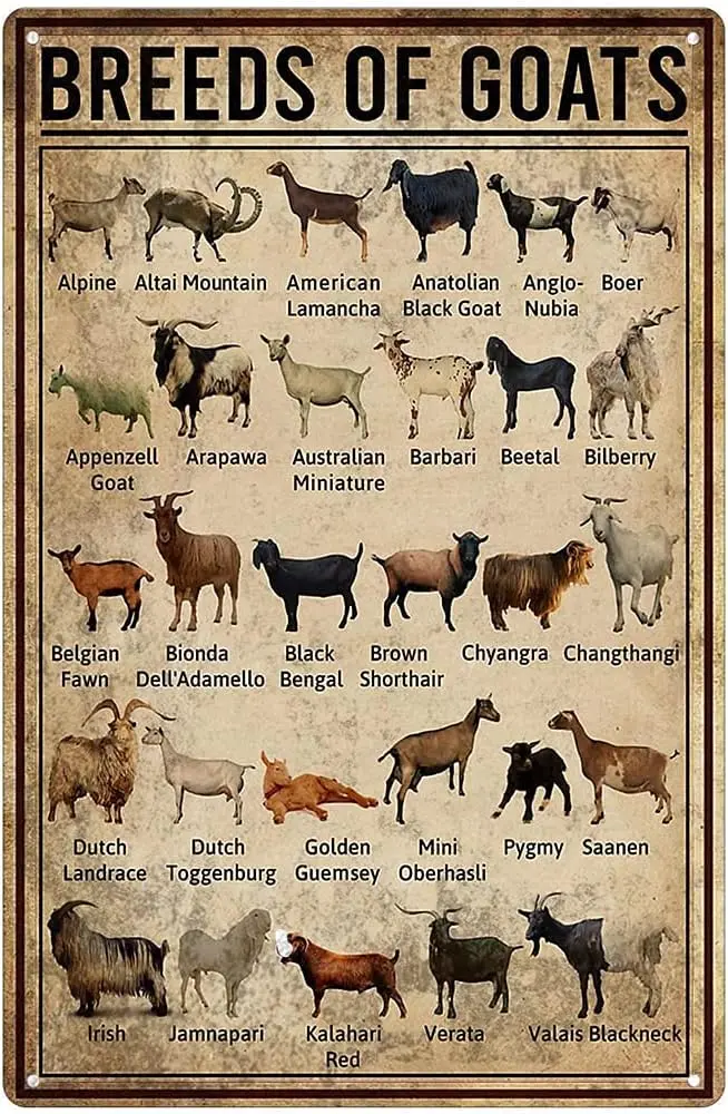 Breeds of Goat Animal Farming Knowledge Metal Sign Vintage Farm Goat Tin Sign Poster Wall Plaque Farmhouse Classroom Office Bar