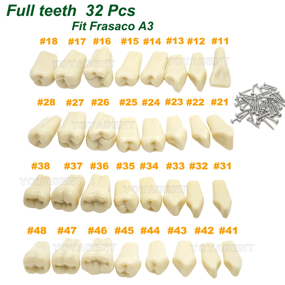 Fit Frasaco A3 Dental Teeth Model Full teeth 32Pcs Replacement Tooth Particles Dentistry Preparation Training Teach
