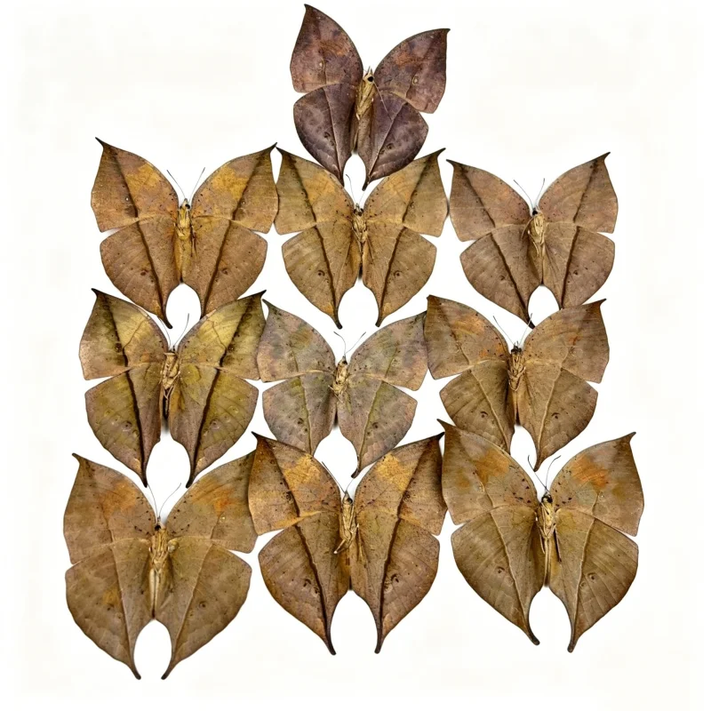 6-100 pcs natural Real Butterflies Specimen (Kallima inachus）