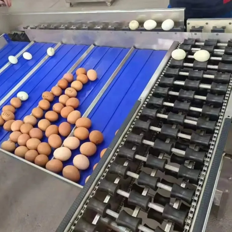 ماكينة فرز حجم البيض الأوتوماتيكية، ماكينة فرز بيض الدجاج الصغيرة #5