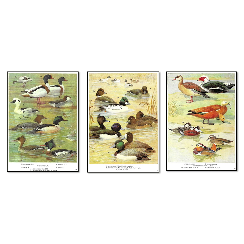 Ducks, Shelduck, Smew, Goosander, Merganser, Duck, Vintage  Print,  Nature Print, Book Plate, Vintage Print,