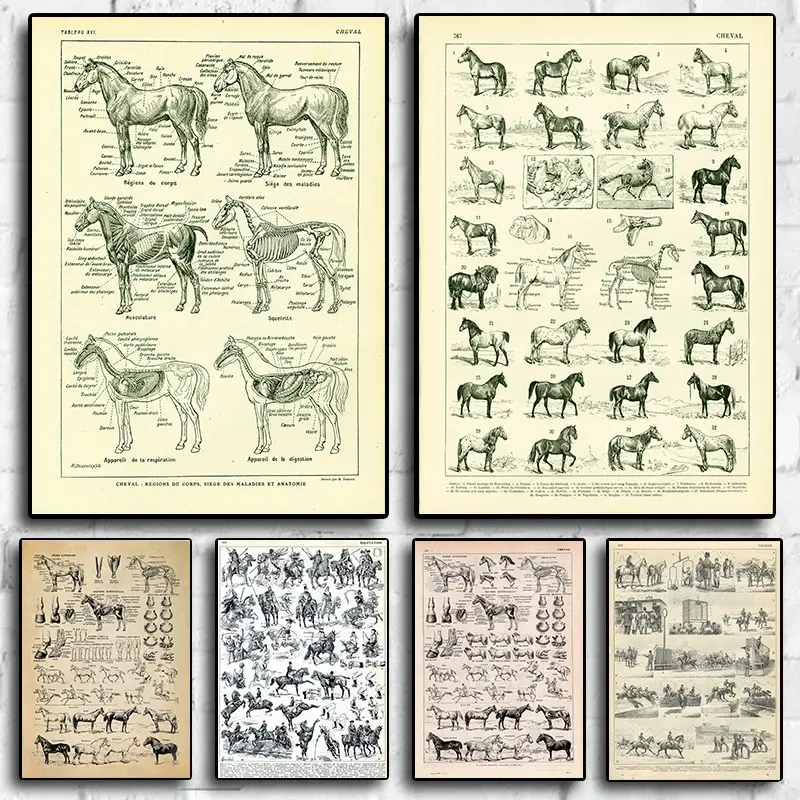 Póster de pintura en lienzo francés ecuestre de anatomía y razas de caballos Vintage para decoración del hogar, arte de pared de salón para dormitorio