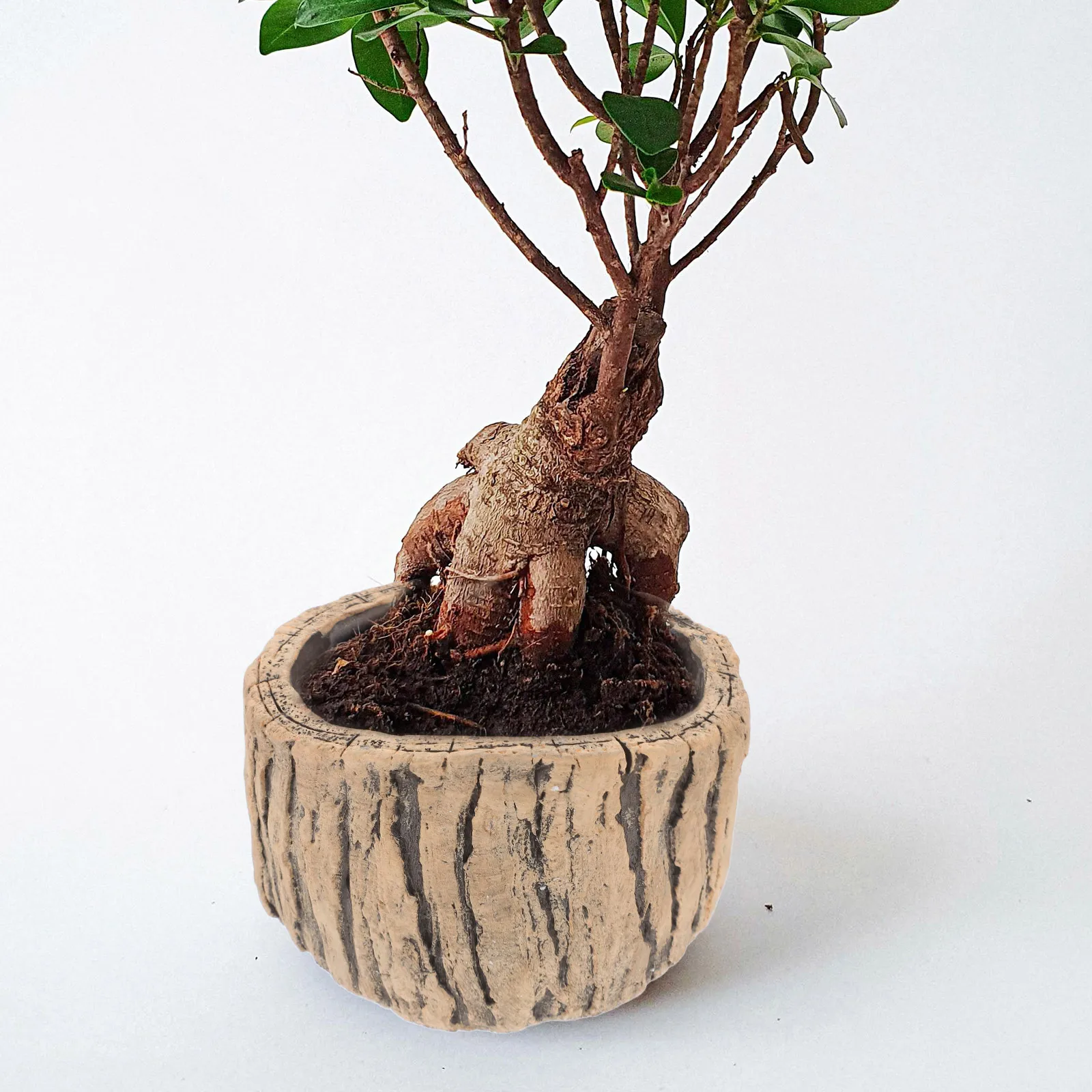 حامل نباتات من الخشب الصناعي بتصميم دائري لزراعة الأسمنت للخضراوات والأعشاب والحديقة والمكتب والشرفة والحاوية المزخرفة