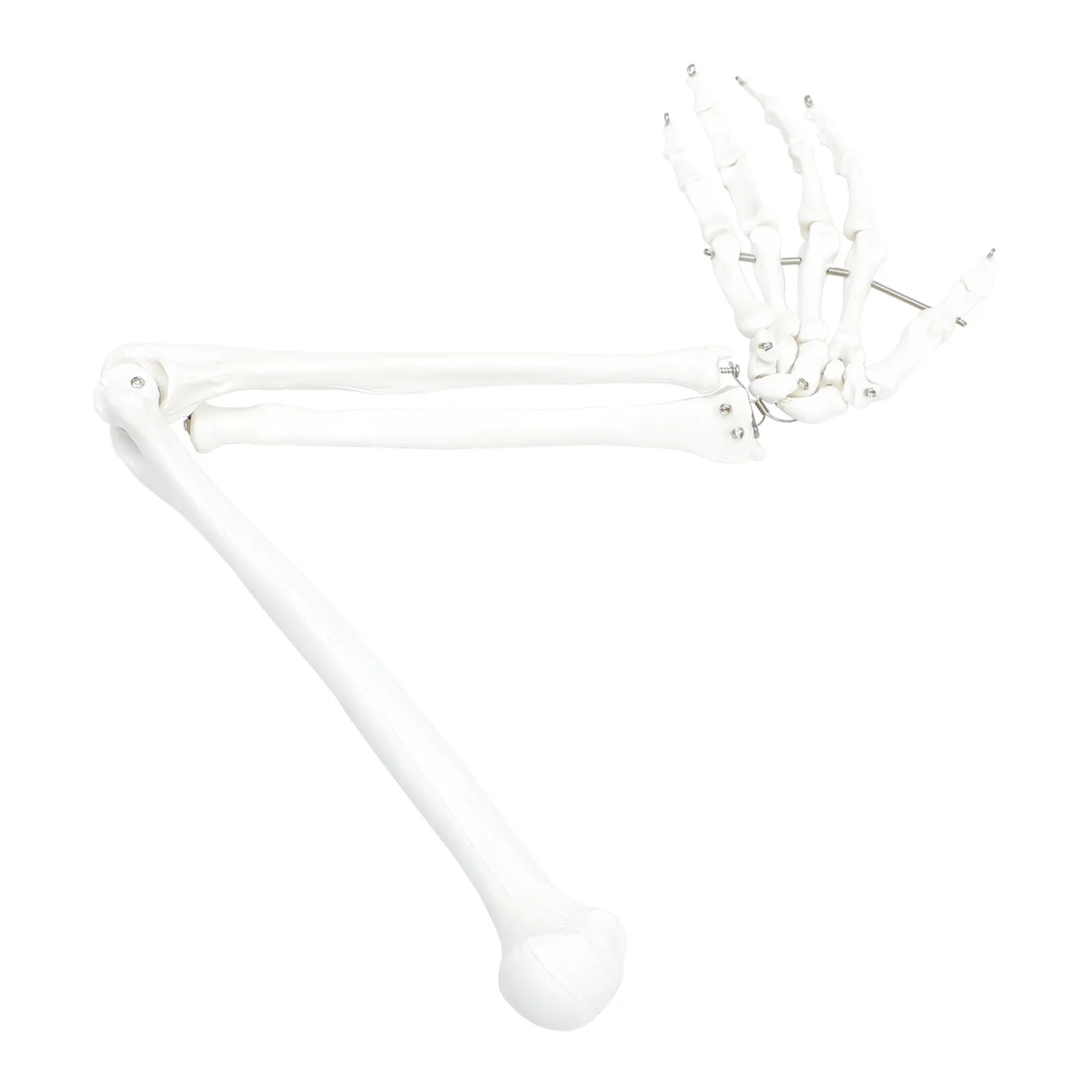 

Human Arm Joint Scientific Anatomical Teaching Tool Detailed Articulated Hand Bone Classroom Aid
