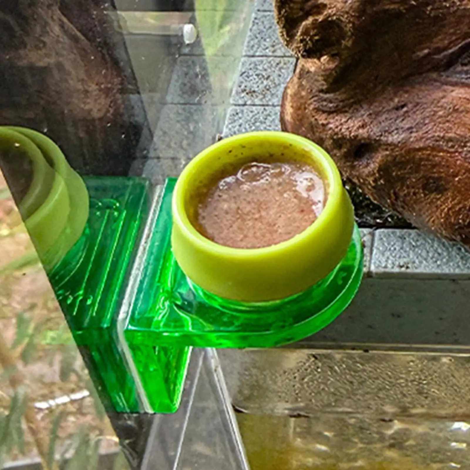 Crested Gecko Food Dish Adhesive Backing Terrarium Feeder Bowls Leopard Gecko Water Dish for Aboreal Chameleon Lizard Small Pet