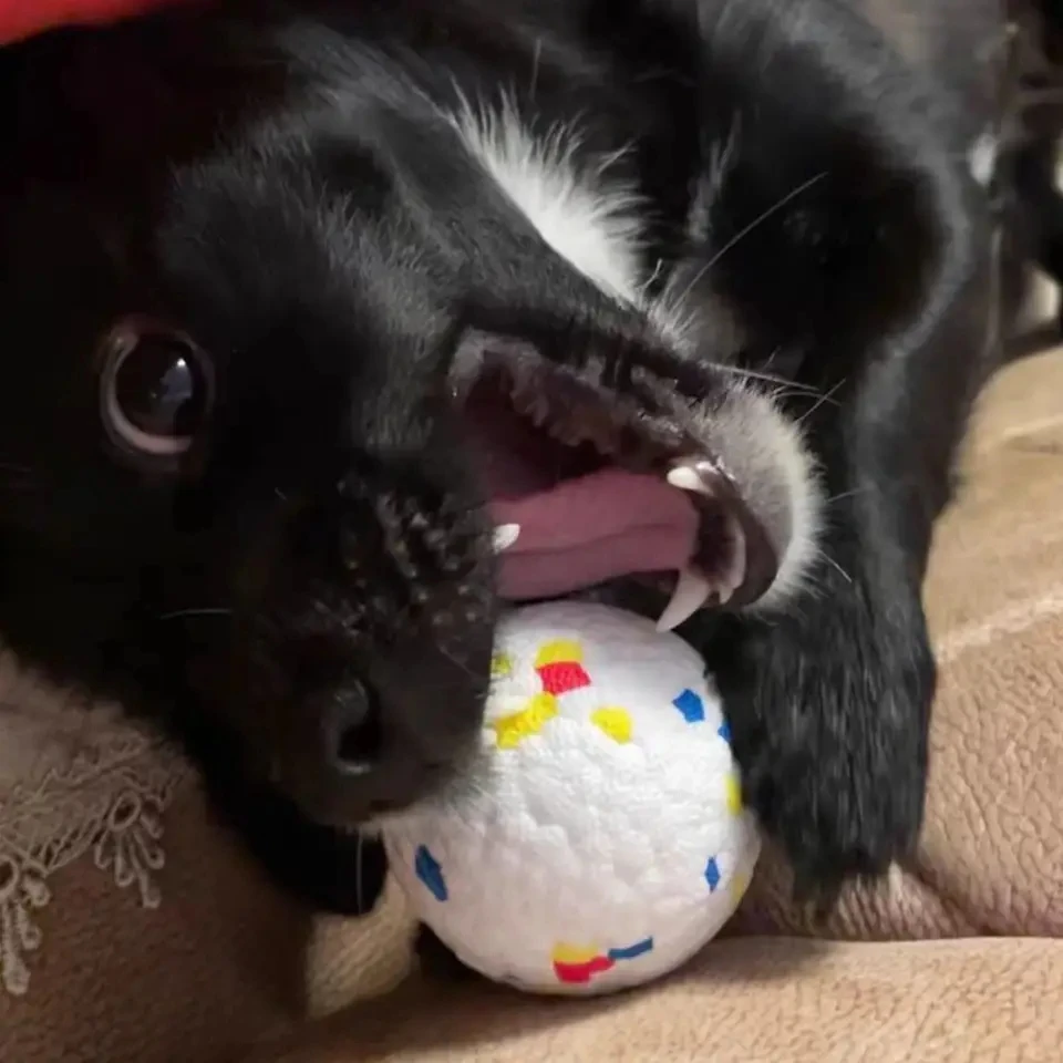 Pelota interactiva para masticar perros, ETPU juguete de alta elasticidad, resistente a las mordeduras, limpieza de dientes, accesorios para mascotas