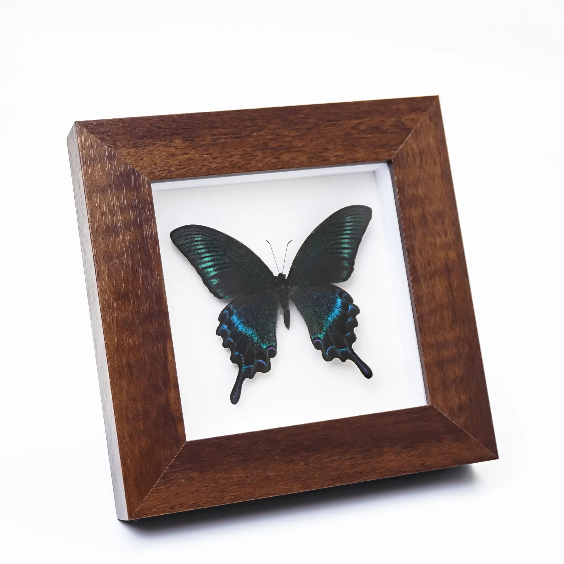 

Solid Wood Photo Frame Real Butterfly Specimen Decorative Painting 15X15CM Home Office Decoration