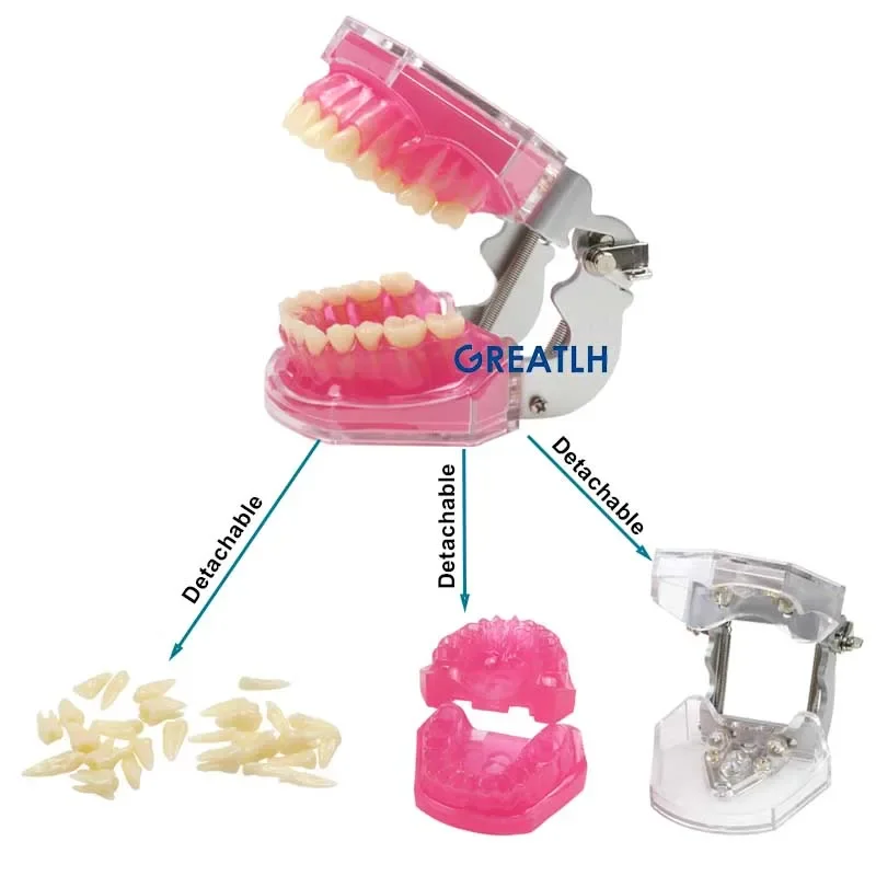 

Dental Removable Teeth Model Soft Gum ADULT TYPODONT Removable Teeth Teaching Study Model Dental Education Model